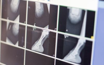screen with many angles of hoof x-rays