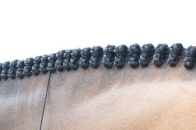 hunter-braids-bay-horse