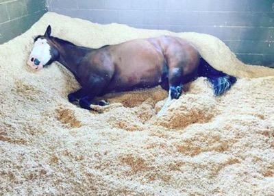 horse sleeping on banked shavings in stall
