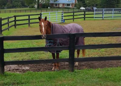 horse in rain blanket standing at a paddock fence