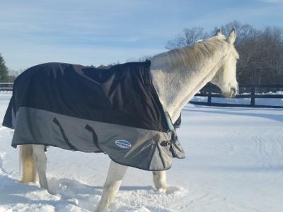 horse standing in deep snow in a winter blanket