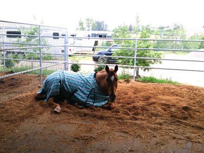 horse in cedar bedding and blanket outside