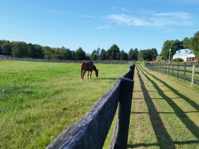 horse in the distance grazing in grass pasture
