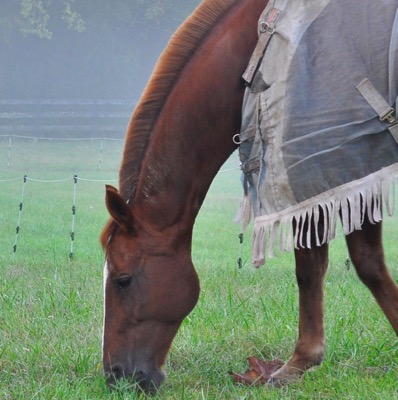 horse grazing in fly sheet with frings