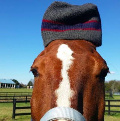 horse wearing a winter hat