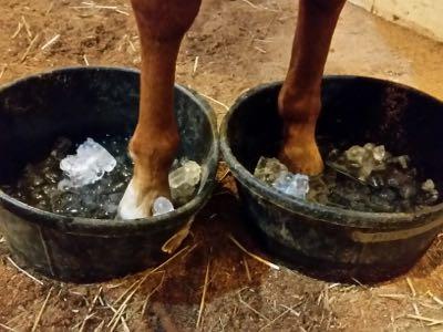 horse in buckets of ice