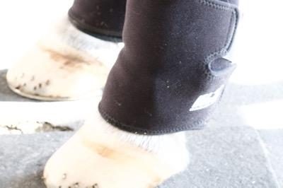 icing a horse fetlock and pastern area