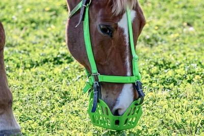 bright green grazing muzzle and halter on a horse in clover