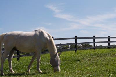 gray horse with fly mask grazing on a hill