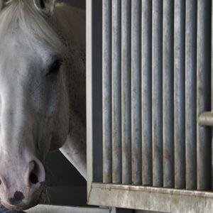 horse with head poking out of his stall window