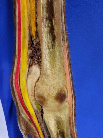 cross section of a horse's lower leg