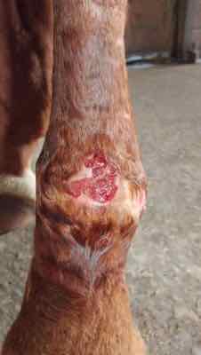 granulation tissue on horse wound