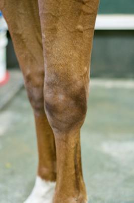 close up of horse knees