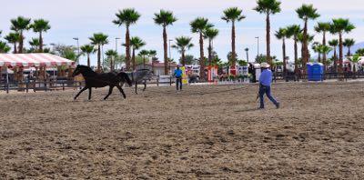 horse-lungeing-at-horse-show