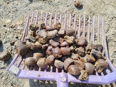 small dry fecal balls on a manure fork