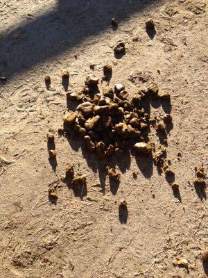 horse manure in a pile