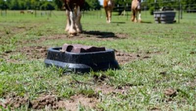 mineral block in a field