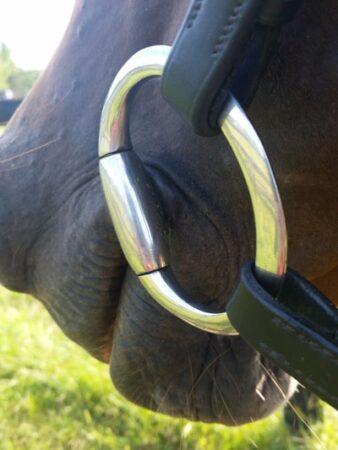 horse wearing a snaffle bridle