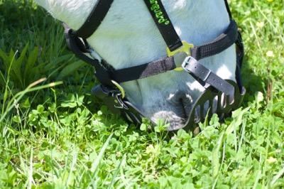 greenguard grazing muzzle and black halter