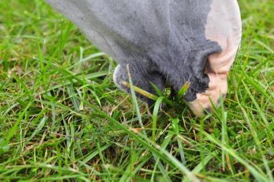 horse lips chewing on fescue grass in pasture