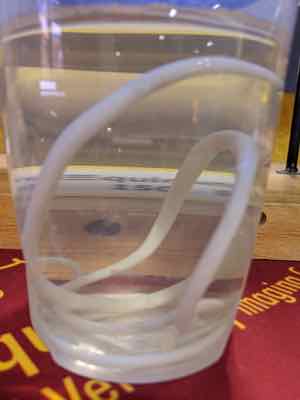 horse worms in a jar