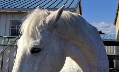 angry horse with ears pinned back