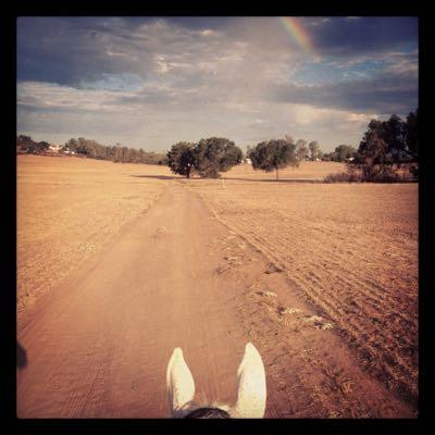 horse on trail ride looking at the sky