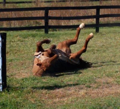 horse rolling