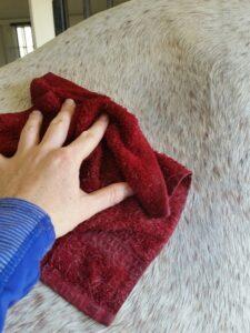 horse-grooming-after-exercise