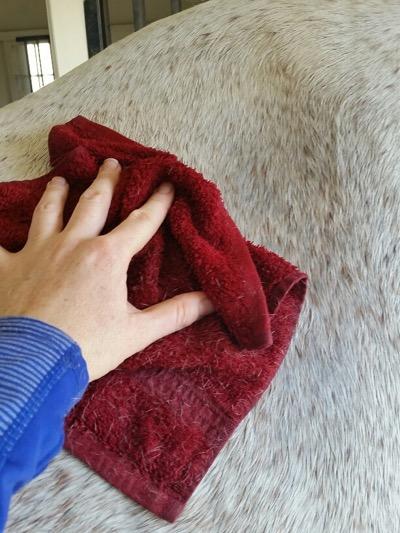 horse-grooming-after-exercise