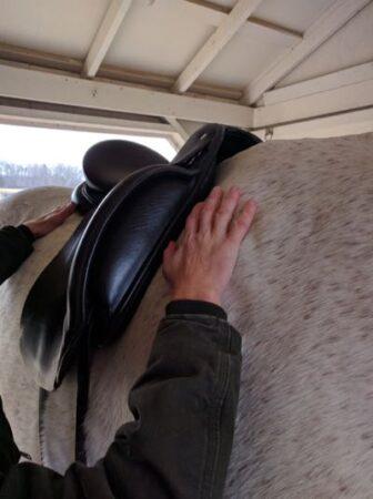 saddle fitter examining a horse