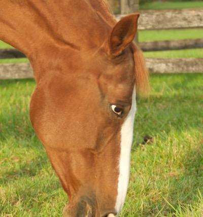 chestnut horse grazing while showing sclera