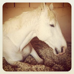 horse resting in his shelter on a pile of shavings
