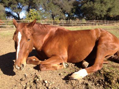 horse resting in pasture with front legs tucked in
