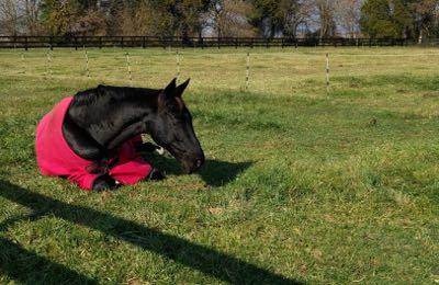 horse in red blanket sleeping in the paddock