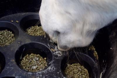 slow feeder for horse pellets and grains