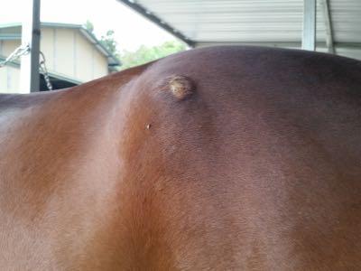 horse with missing hair on hip