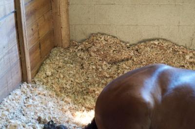 banked stall walls with a cute horse butt
