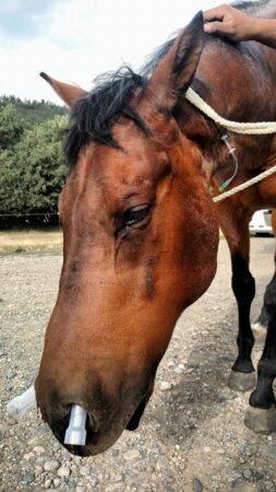 horse with swollen nose that has been bitten by a rattlesnake