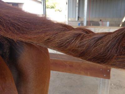 loose braid to avoid urine