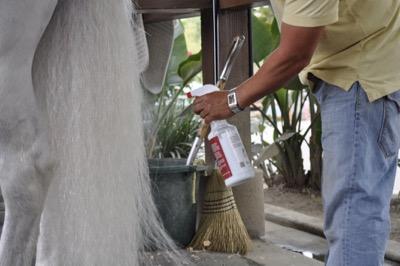 magic sheen in white horse tail