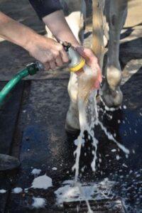 horse-tail-wash