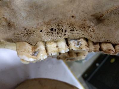 horse skull with teeth showing bone loss and wave