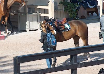 groom and horse looking around at a horse show