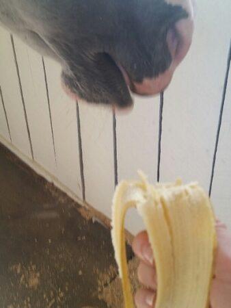 horse eating a banana treat