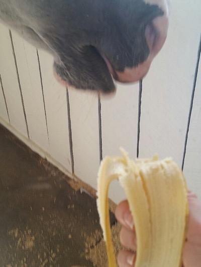 horse eating a banana treat
