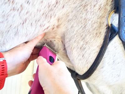 trimming a horse's jowel area