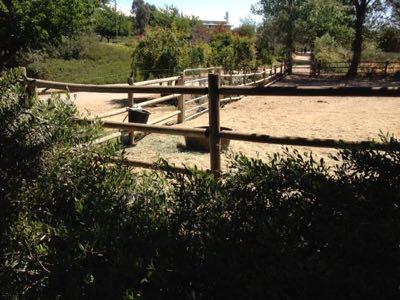 shady sandy dry lot turnout paddock