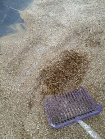 urine spot in a horse stall