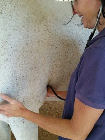 vet listening to a horse's heart
